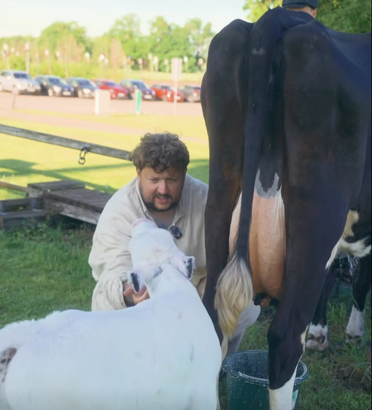 Visitors at Pakruojis Manor are invited to watch Pupse being milked