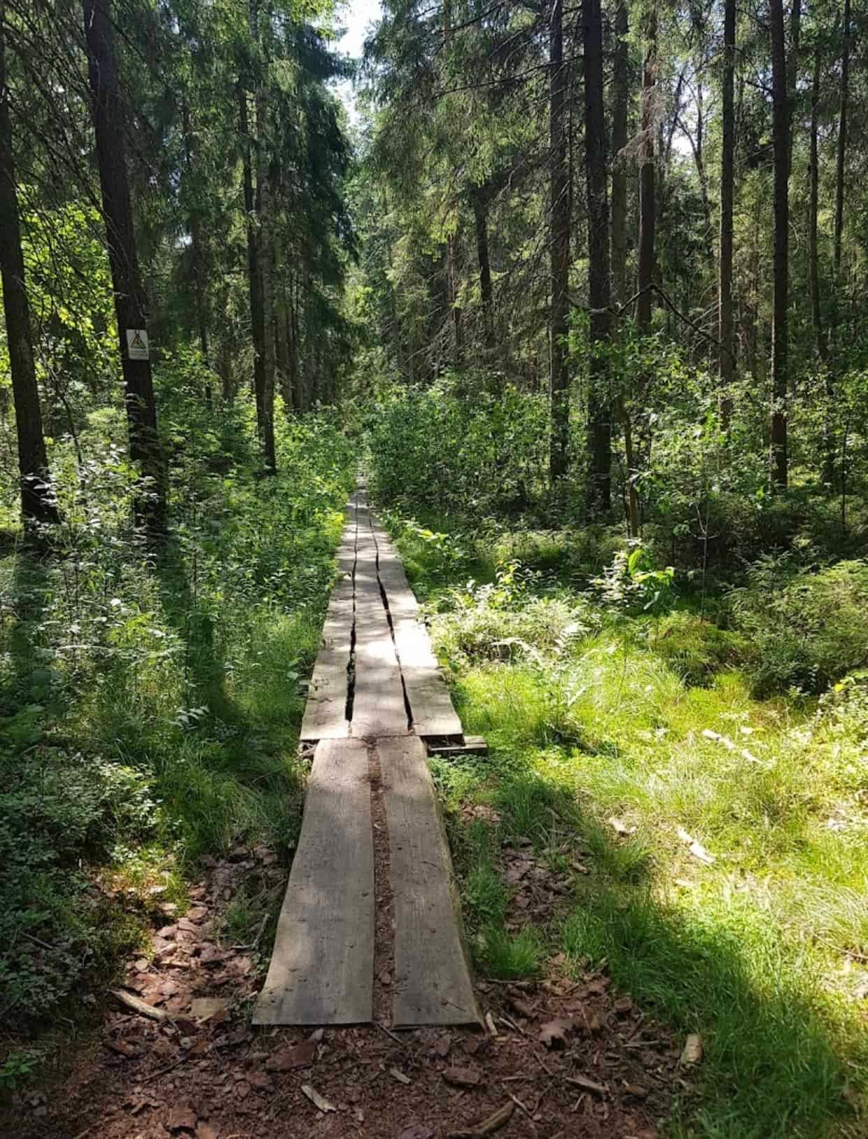 Labanoras forest nature trail