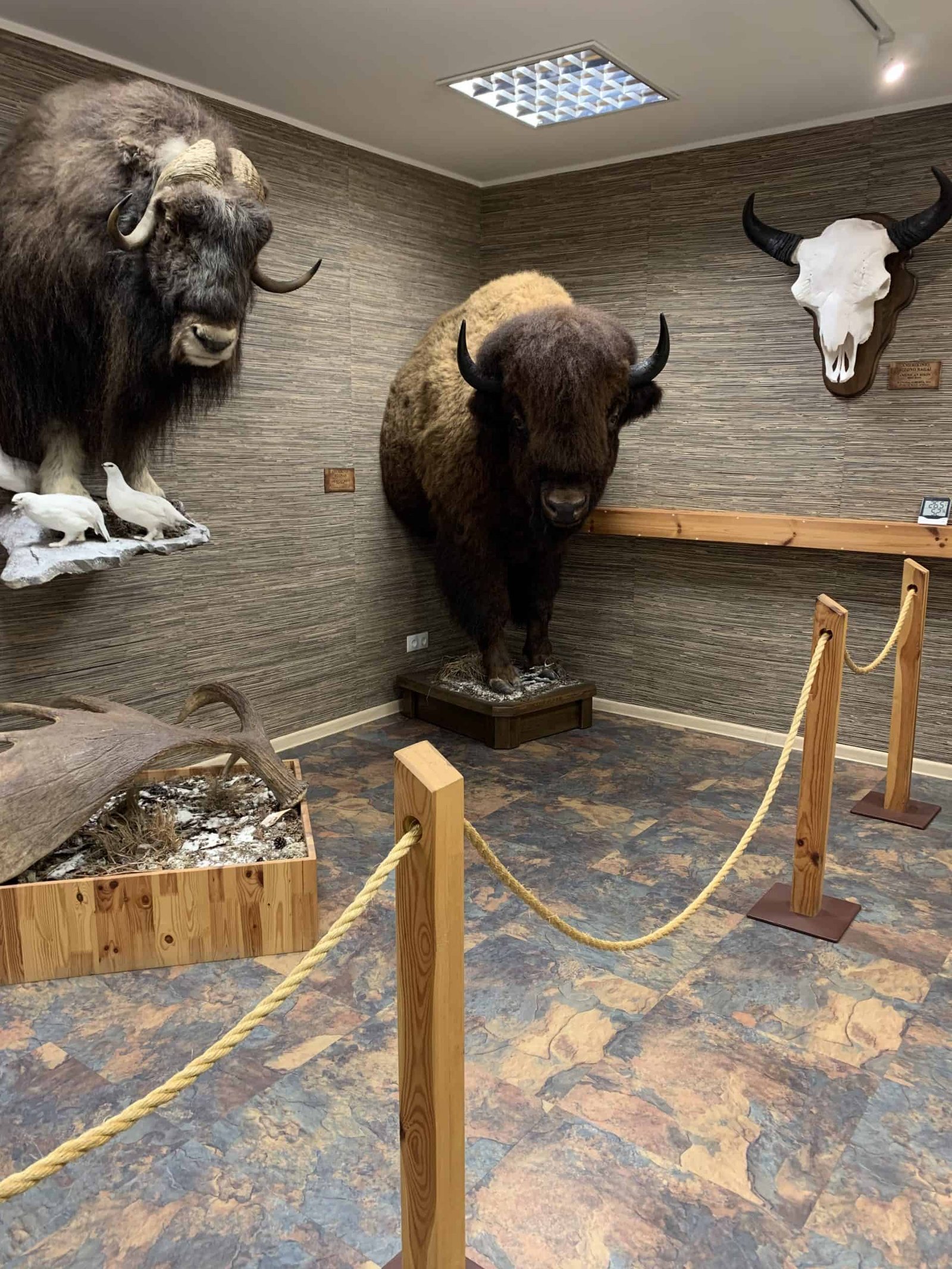 Antanas Truskauskas hunting trophy museum