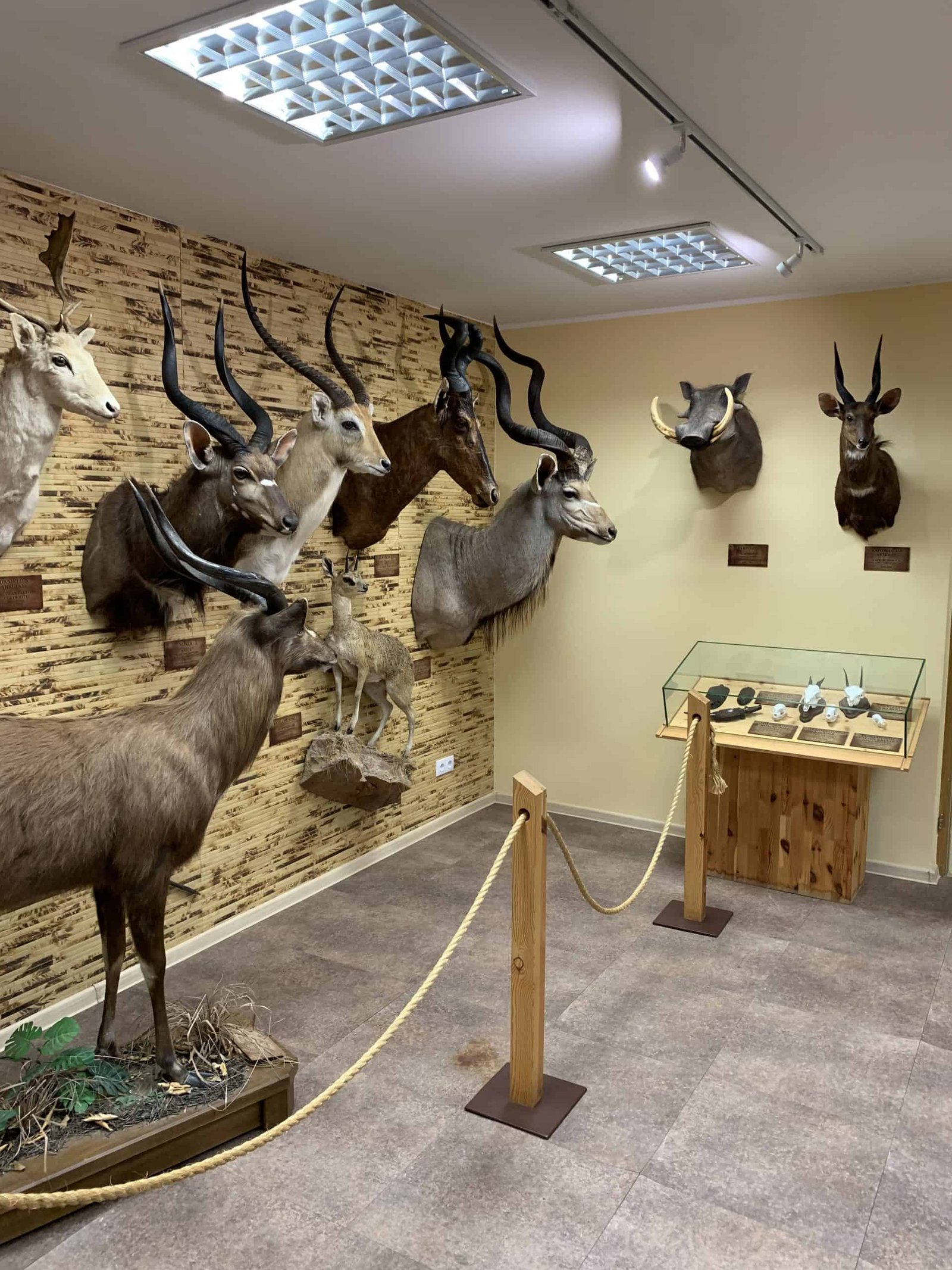 Antanas Truskauskas hunting trophy museum