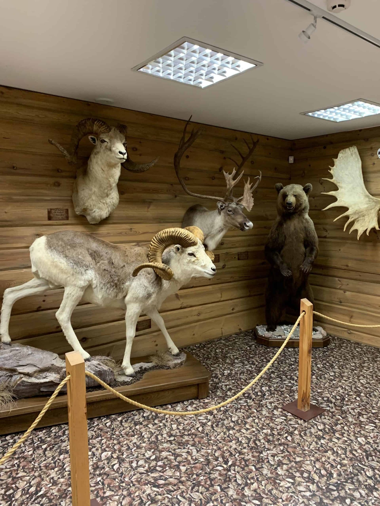 Antanas Truskauskas hunting trophy museum
