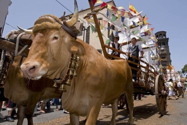 Romerias in Tenerife (photo: https://casa-balcones.com/calendario-de-romerias-en-tenerife-2026/)