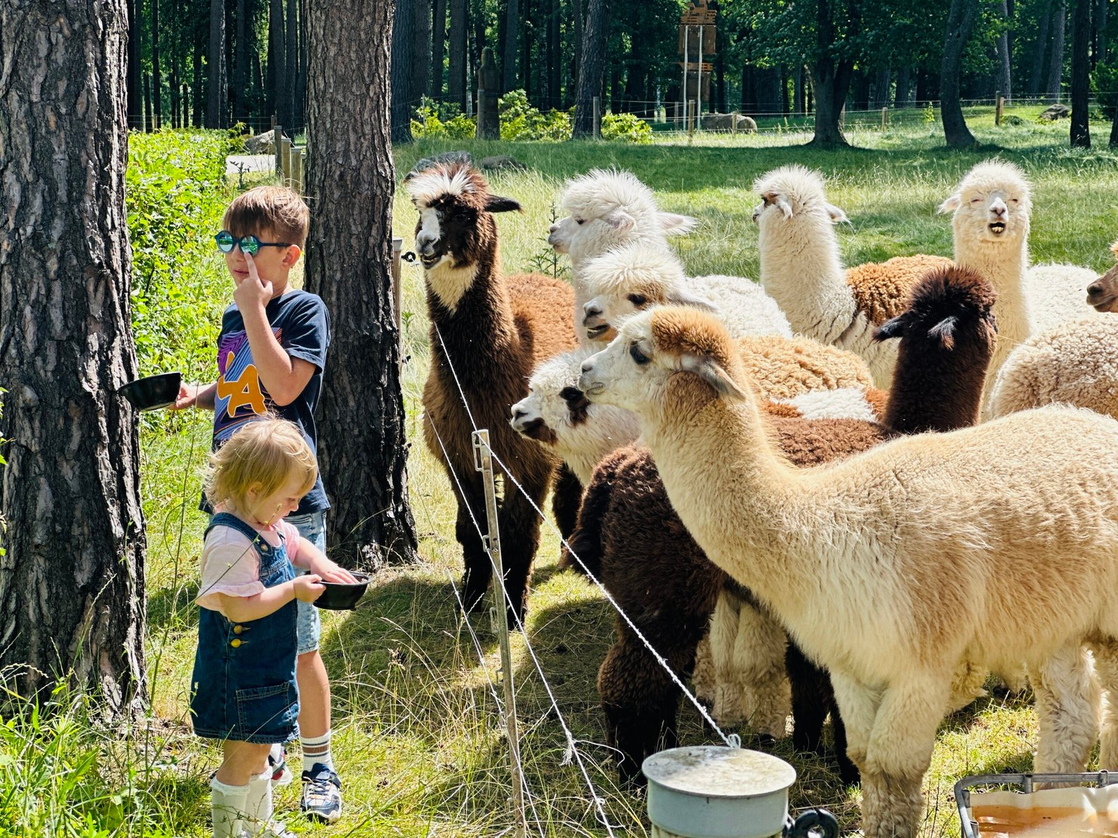 Royal Horse Resort animal farm