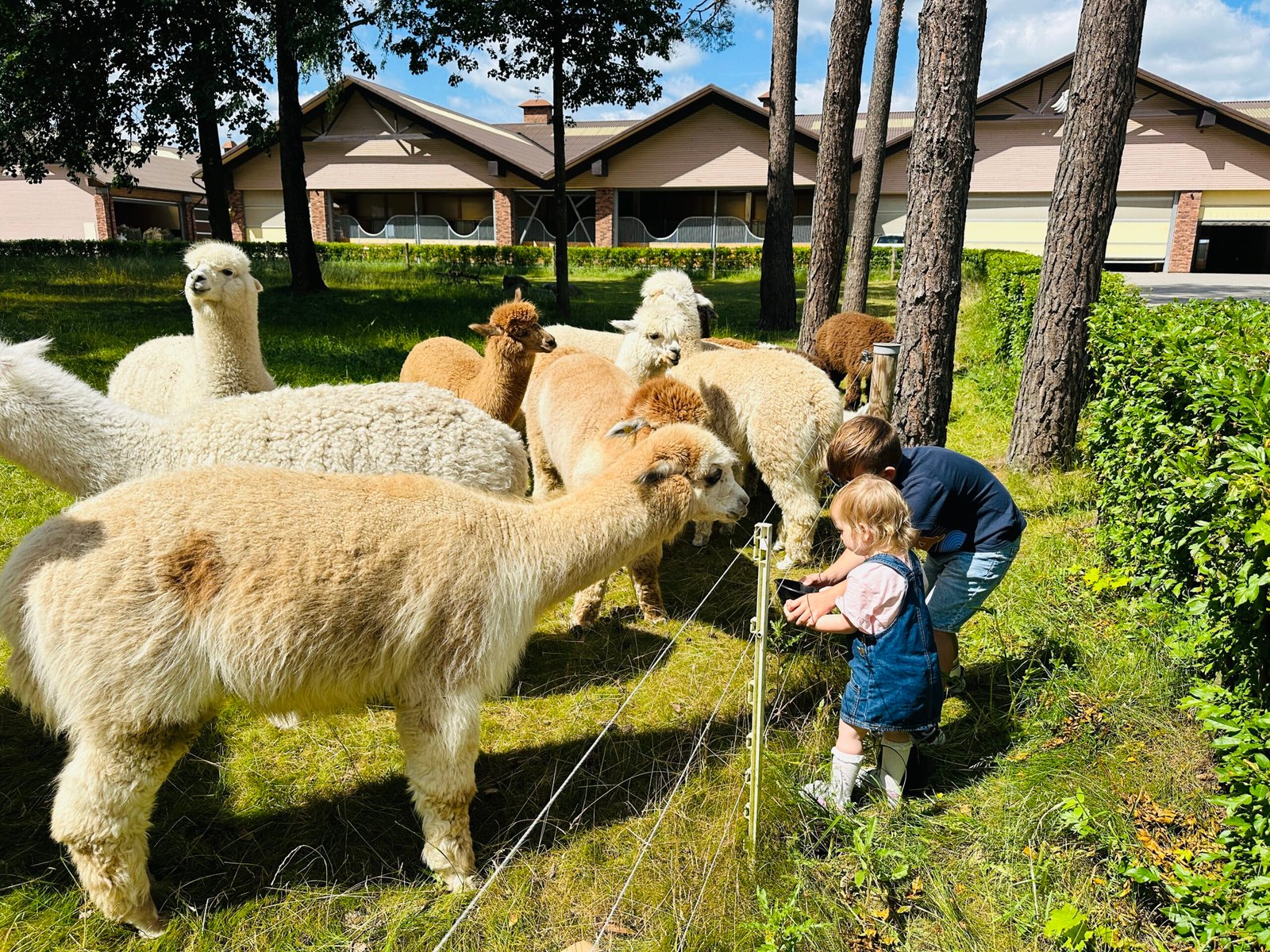 Royal Horse Resort animal farm