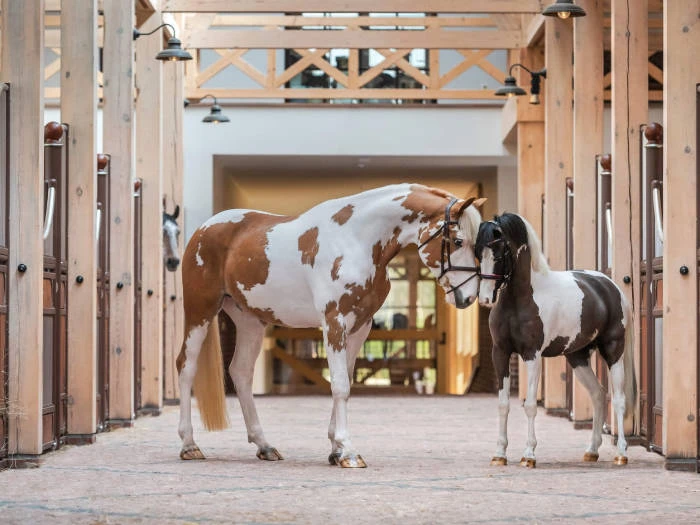 Įspūdingiausias žirgynas Lietuvoje: Royal Horse resort