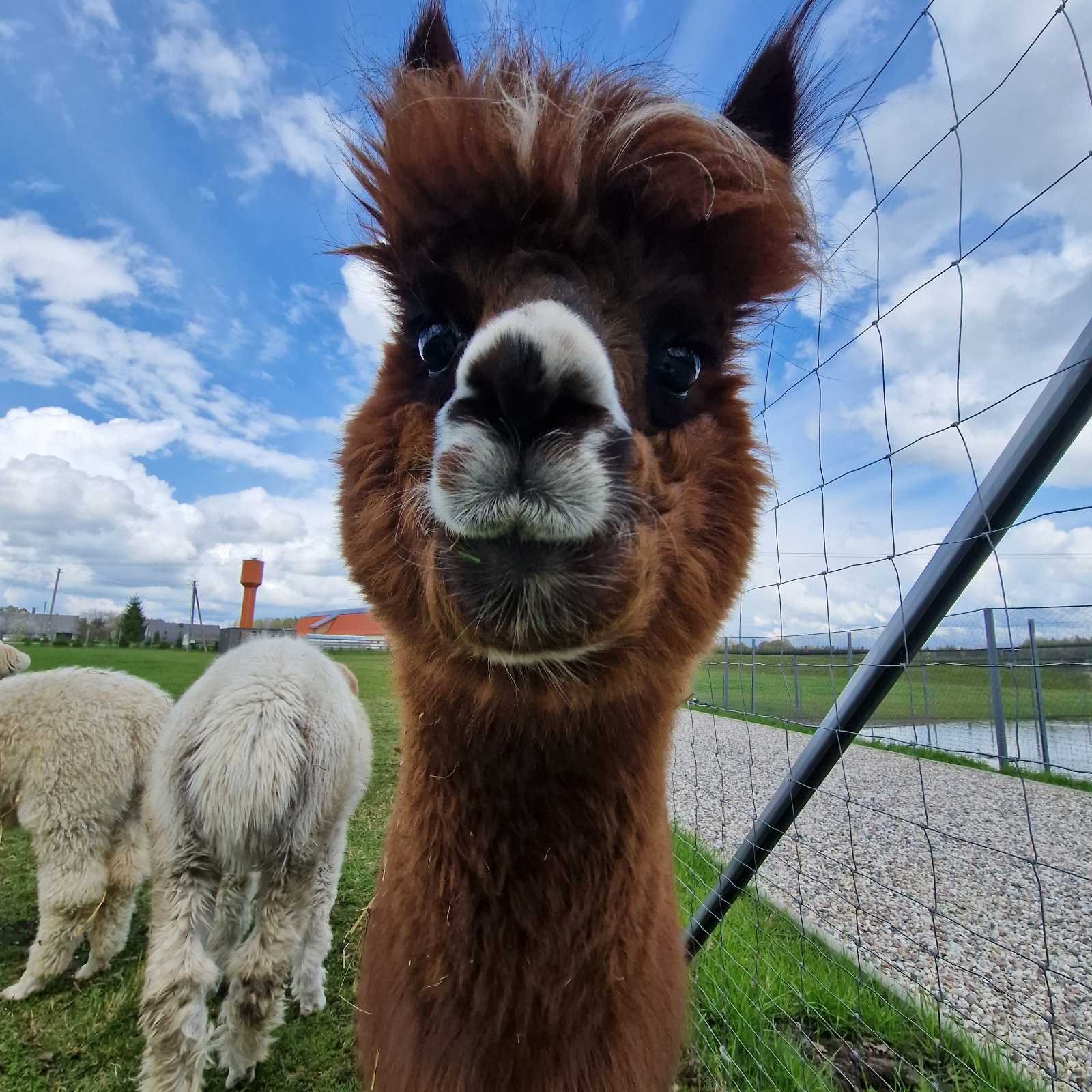 Animals of Barborlaukis Manor