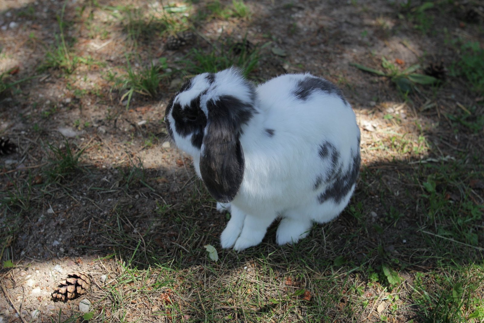 Animals of Barborlaukis Manor