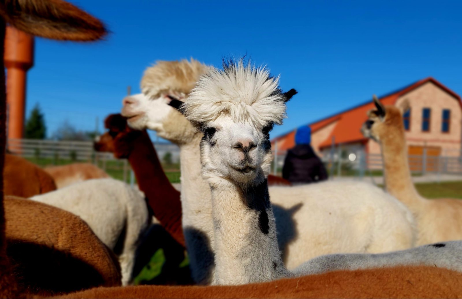 Animals of Barborlaukis Manor