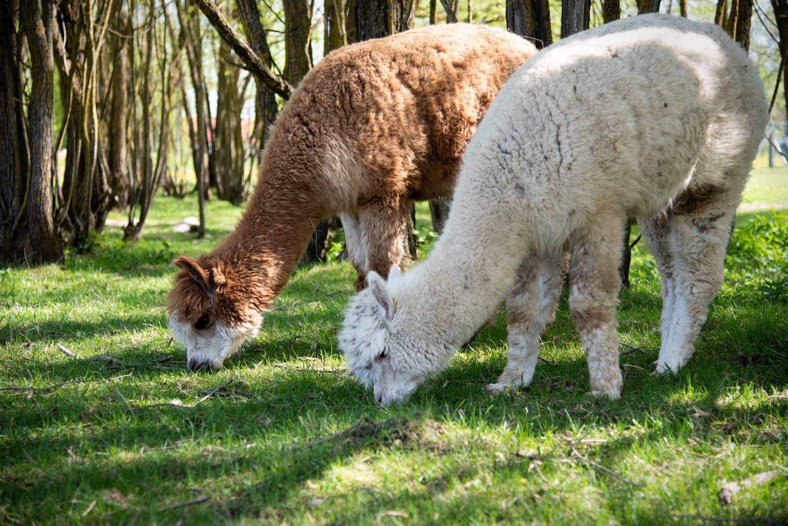 Animals of Bistrampolis Manor