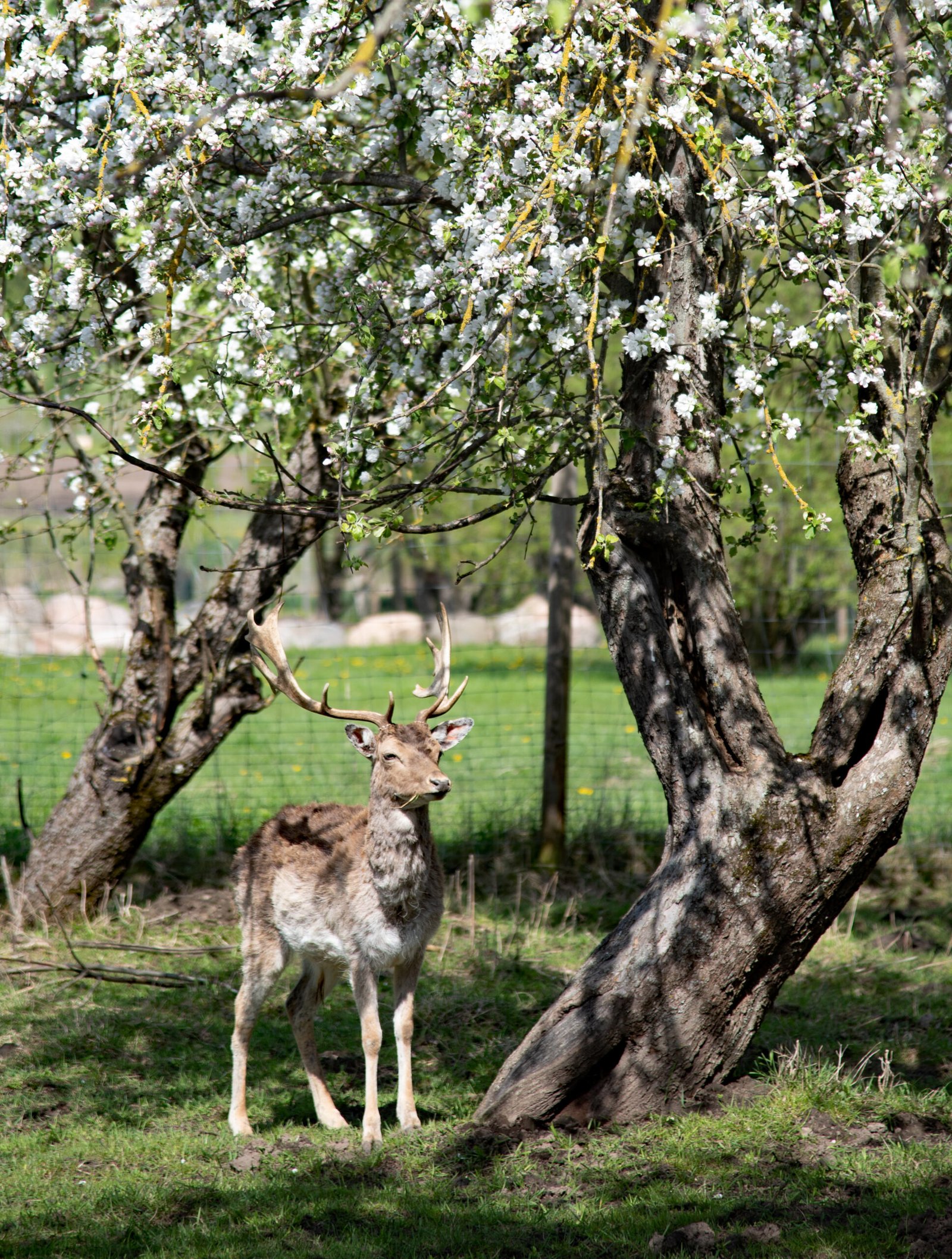 Animals of Bistrampolis Manor