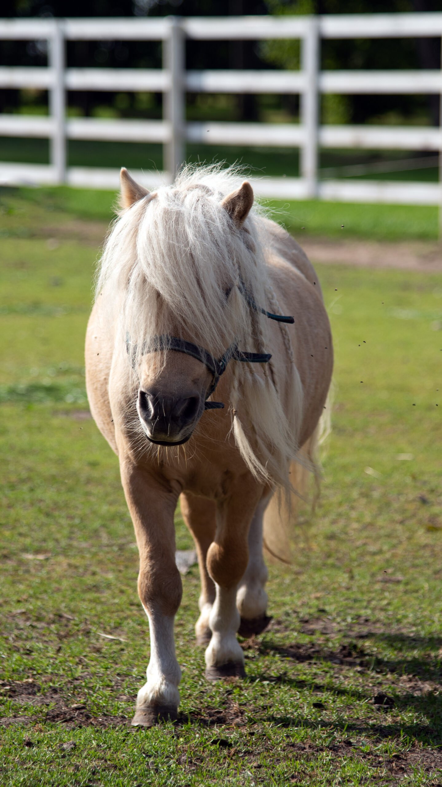 Animals of Bistrampolis Manor