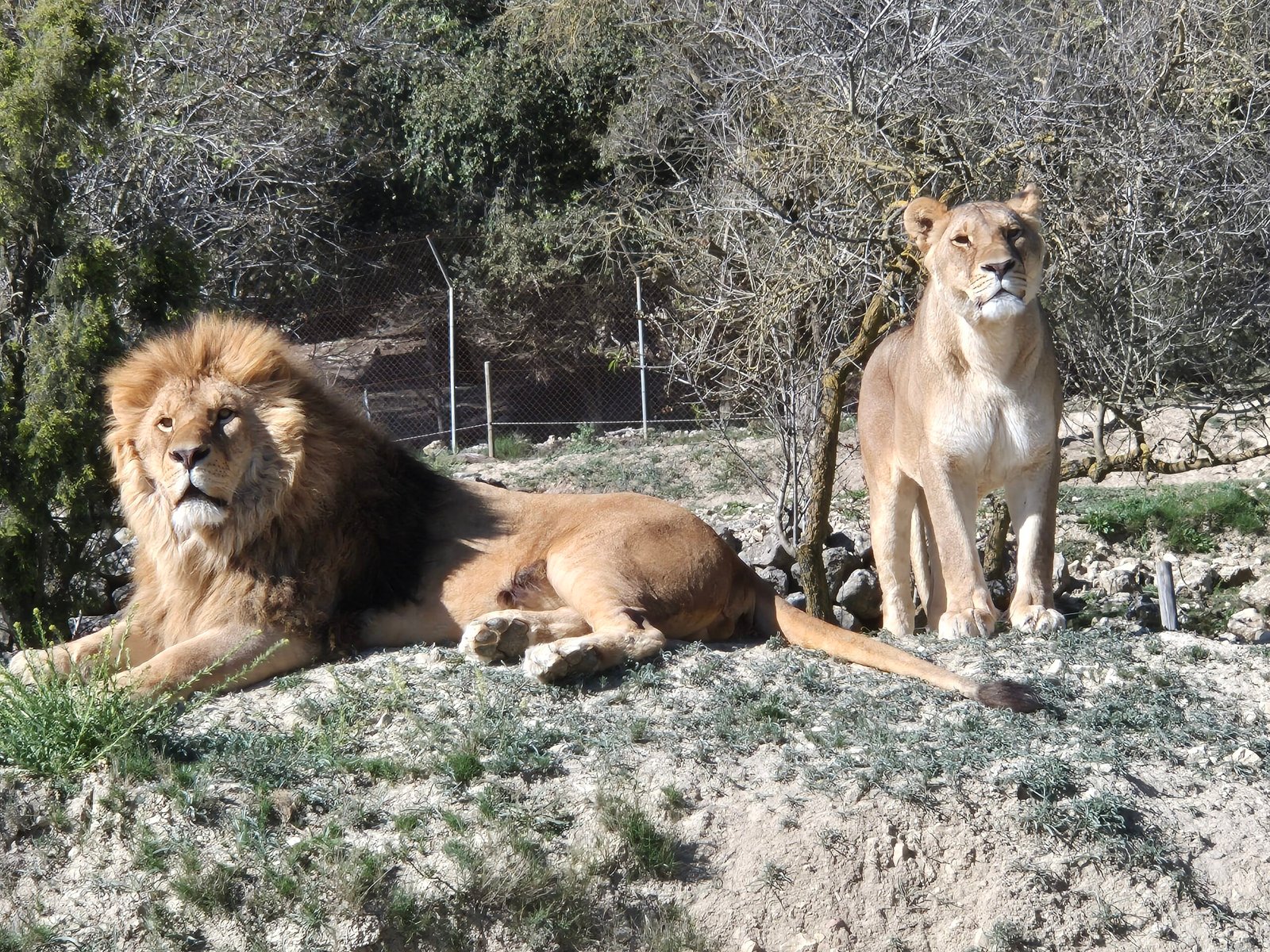 TOP zoos in Europe: ideas for holidays with children
