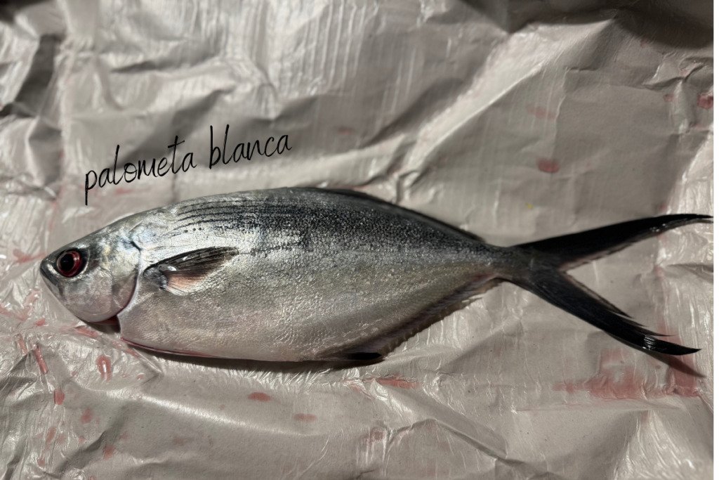 Fish Polometa blanca