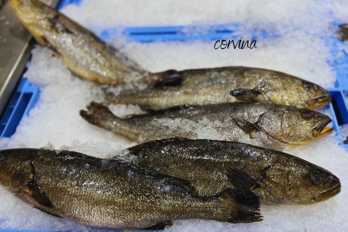 Fish Corvina