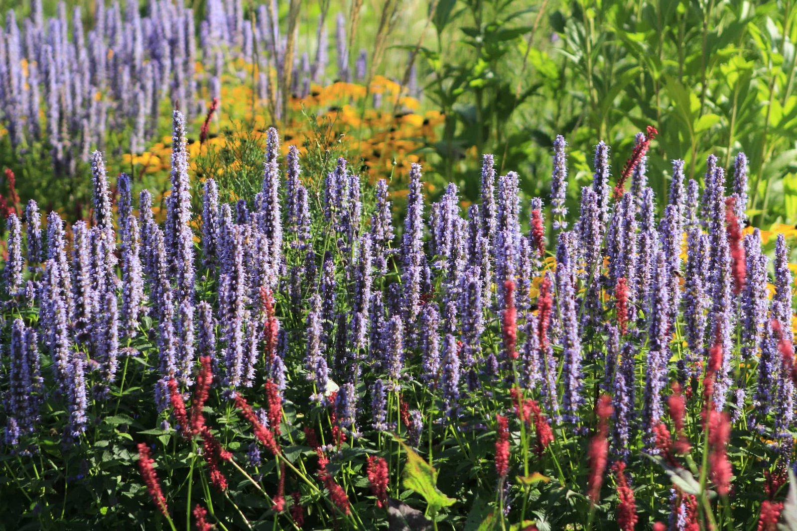 Geležinio Vilko Roundabout Flowerbed (photo by Vaiva Maroziene)