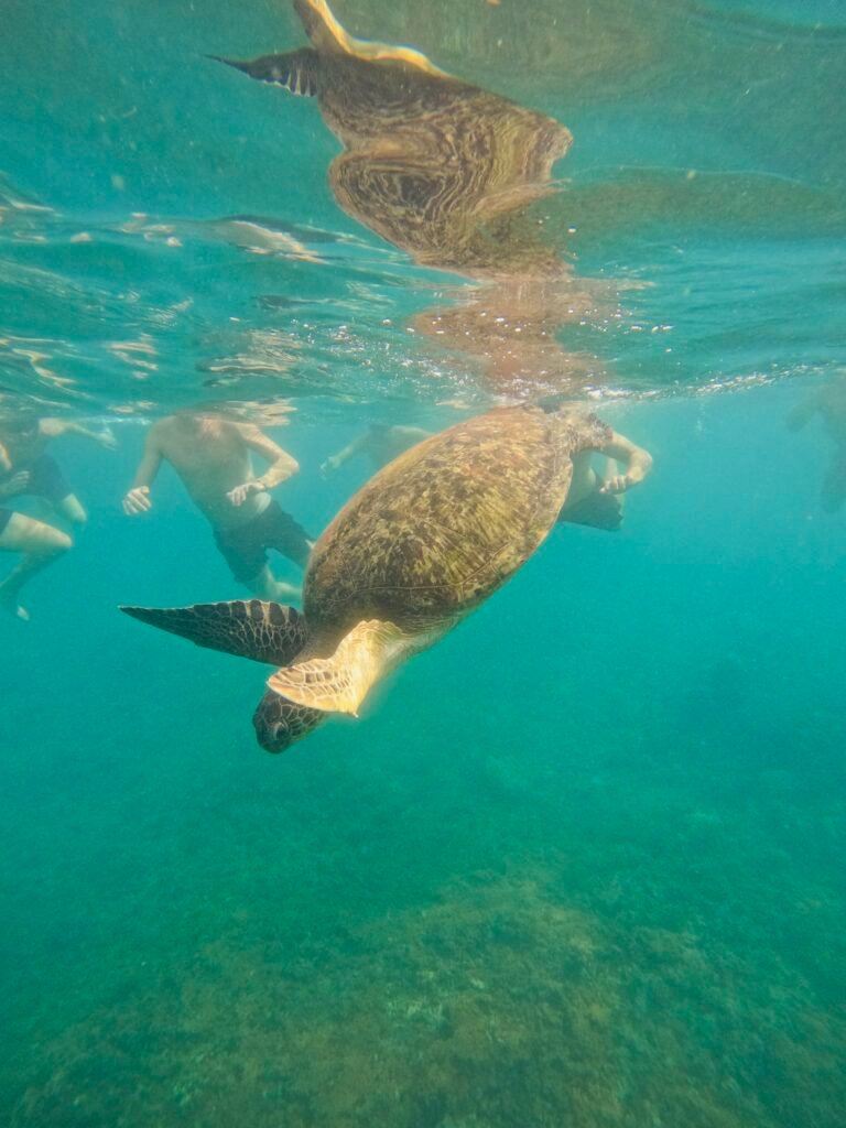 Diving in Thailand with kids