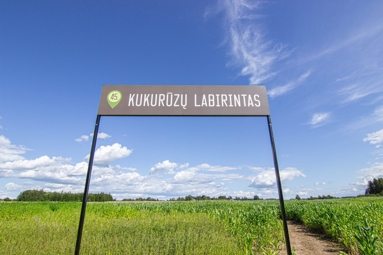 Corn Maze in LABI park