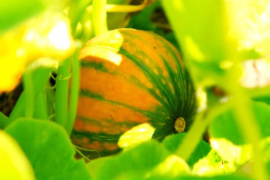 CUP Garden (photo by Vaiva Maroziene)
