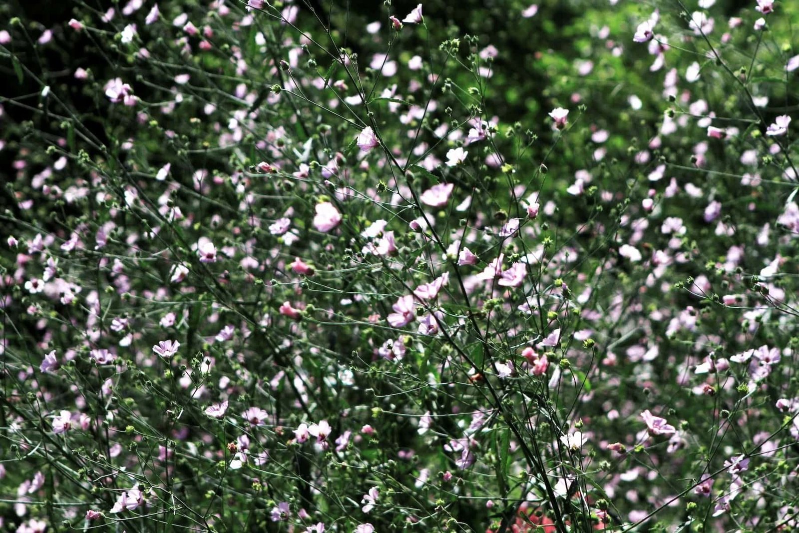 Sofija Kymantaitė-Čiurlionienė Square Flowerbed (photo by Vaiva Maroziene)